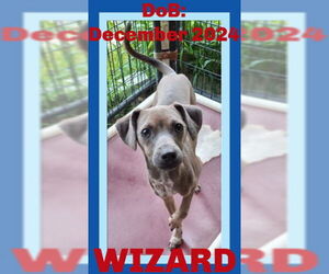 Unknown-Whippet Mix Dogs for adoption in Sebec, ME, USA