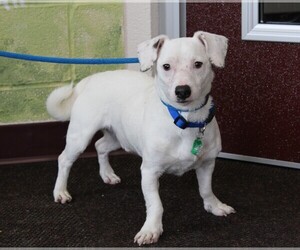 Minnie Jack Dogs for adoption in Waynesboro, PA, USA