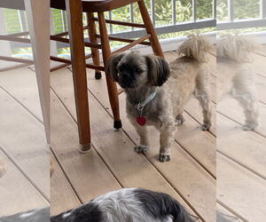 Zuchon Dogs for adoption in St. Cloud, MN, USA