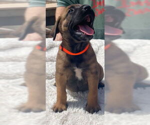 Mastiff-Unknown Mix Dogs for adoption in Goodyear, AZ, USA