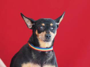 Miniature Pinscher Dogs for adoption in Pasadena, CA, USA