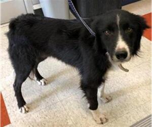 Border Collie Dogs for adoption in Plano, TX, USA