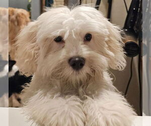 Coton de Tulear Dogs for adoption in New York, NY, USA
