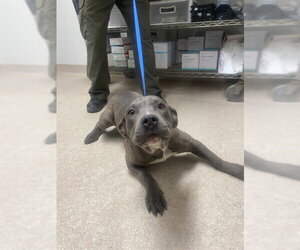 Mutt Dogs for adoption in Bakersfield, CA, USA