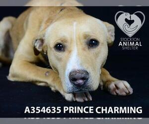 Labrador Retriever Dogs for adoption in Stockton, CA, USA