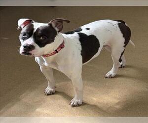 American Bulldog-Unknown Mix Dogs for adoption in Derwood, MD, USA