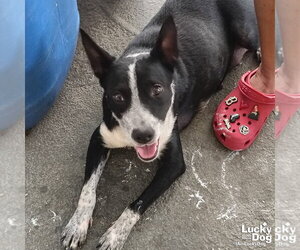 Mutt Dogs for adoption in Washington, DC, USA