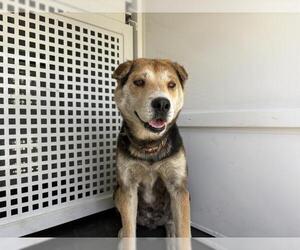 Chinese Shar-Pei-Unknown Mix Dogs for adoption in Riverside, CA, USA