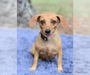 Dachshund Dogs for adoption in Montgomery, TX, USA