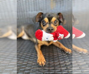 Chipin Dogs for adoption in Lake Elsinore, CA, USA