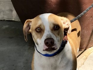 Beagle Dogs for adoption in pomona, CA, USA
