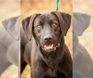 Lha-Basset Dogs for adoption in Fredericksburg, VA, USA