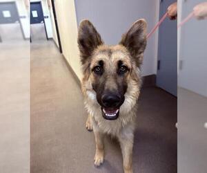 German Shepherd Dog Dogs for adoption in HESPERIA, CA, USA
