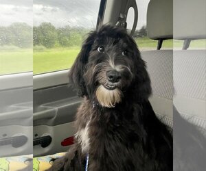 Sheepadoodle Dogs for adoption in Hillsboro, MO, USA