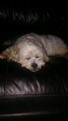 Medium Photo #1 Lhasa Apso Puppy For Sale in ft lauderdale, FL, USA