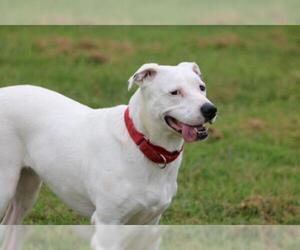 Dogo Argentino-Unknown Mix Dogs for adoption in Chambersburg, PA, USA