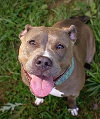 American Pit Bull Terrier Dogs for adoption in Landenberg, PA, USA