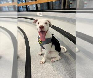 American Bulldog-Labrador Retriever Mix Dogs for adoption in Toronto, Ontario, Canada