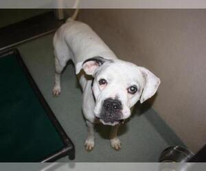 American Bulldog Dogs for adoption in Placerville, CA, USA