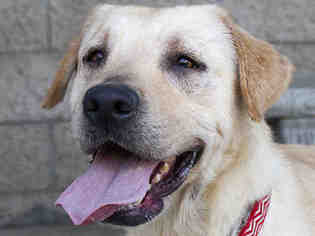 Labrador Retriever Dogs for adoption in Santa Maria, CA, USA