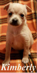 Medium Photo #1 Chion Puppy For Sale in Shreveport, LA, USA