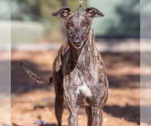 Greyhound Dogs for adoption in Cherry Hill, NJ, USA