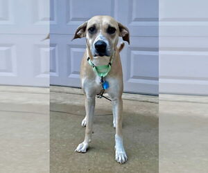 Mutt Dogs for adoption in Boston, MA, USA