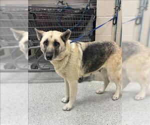 German Shepherd Dog-Unknown Mix Dogs for adoption in Conroe, TX, USA