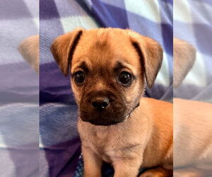 Pug-Unknown Mix Dogs for adoption in San Diego, CA, USA
