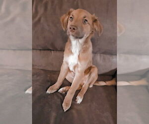 Australian Shepherd-Chihuahua Mix Dogs for adoption in New London, WI, USA