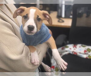 Mutt Dogs for adoption in Redwood City, CA, USA