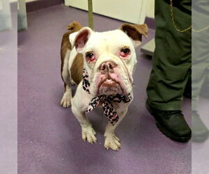 Free-Lance Bulldog Dogs for adoption in Long Beach, CA, USA
