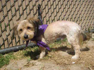 Australian Terrier Dogs for adoption in Norco, CA, USA