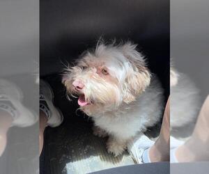 Mutt Dogs for adoption in San Antonio, TX, USA