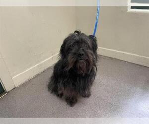 Miniature Schnauzer-Unknown Mix Dogs for adoption in Pasadena, CA, USA