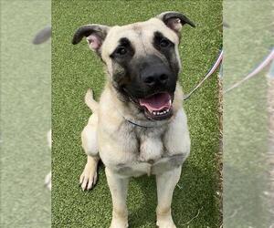 Anatolian Shepherd Dogs for adoption in Fayetteville, NC, USA