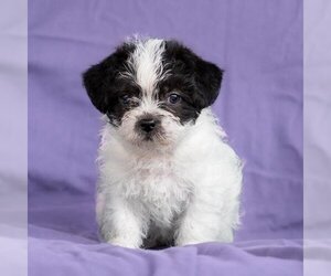 Jack Russell Terrier-Lhasa Apso Mix Dogs for adoption in San Diego, CA, USA