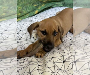 Mutt Dogs for adoption in San Leon, TX, USA