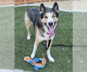 Siberian Husky-Unknown Mix Dogs for adoption in Las Vegas, NV, USA