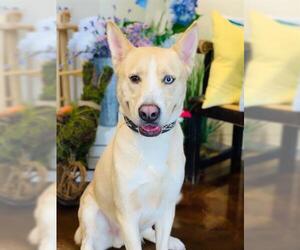 Medium Photo #1 Labrador Retriever-Siberian Husky Mix Puppy For Sale in Pasadena, TX, USA