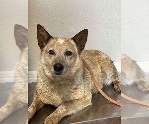 Mutt Dogs for adoption in Bolivar, MO, USA