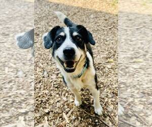 Mutt Dogs for adoption in Clarkesville, GA, USA