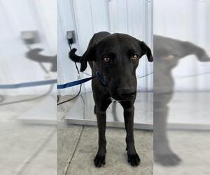 Labrador Retriever-Unknown Mix Dogs for adoption in Bakersfield, CA, USA