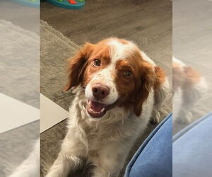 Brittany Dogs for adoption in Curwensville, PA, USA