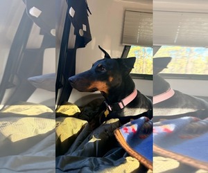 Doberman Pinscher Dogs for adoption in Sandy, UT, USA