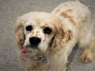 Cocker Spaniel Dogs for adoption in Fort Collins, CO, USA