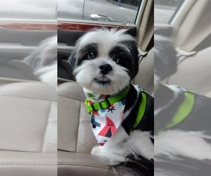 Lhasa Apso Dogs for adoption in Mount Pleasant, SC, USA