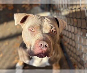 Mutt Dogs for adoption in Tulsa, OK, USA