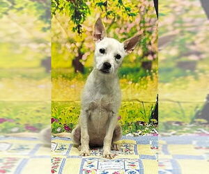 Mutt Dogs for adoption in Wetumpka, AL, USA