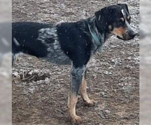 Bluetick Coonhound-Unknown Mix Dogs for adoption in Waterford, VA, USA